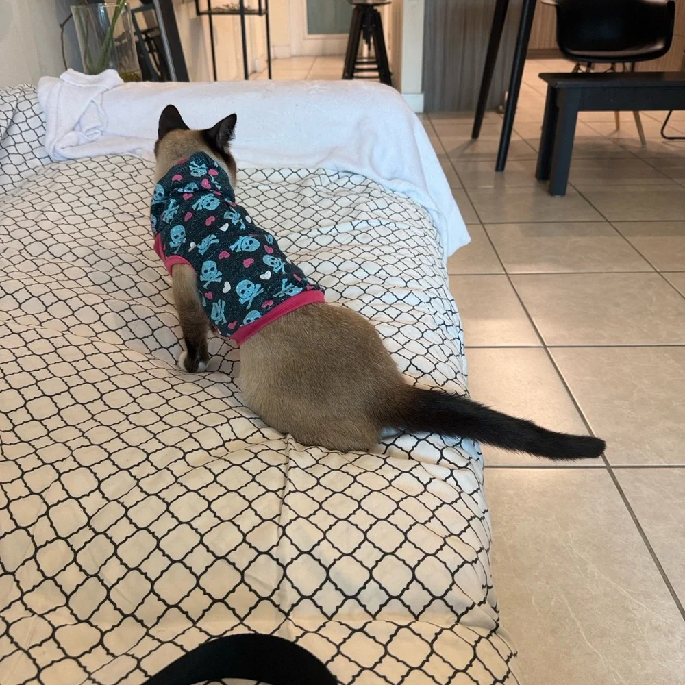 Stylish Pink and Blue Cat Hoodie